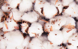 Panic For Organic Cotton - Tantrika Clothing