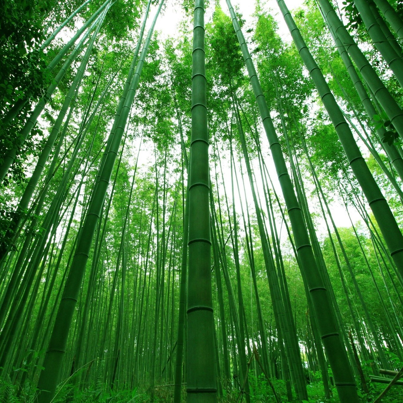 Bamboo Is For You - Tantrika Clothing