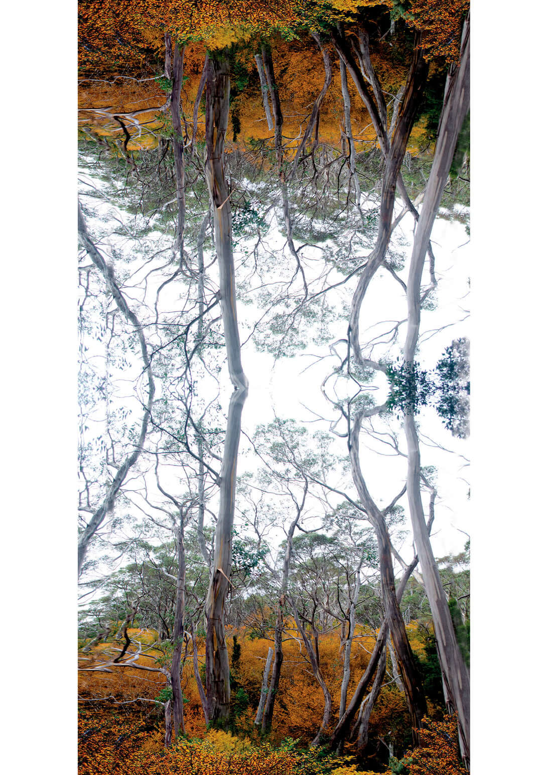 fagus trees printed with a mirror image
